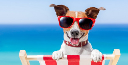 ELRAM’s Dog World GmbH